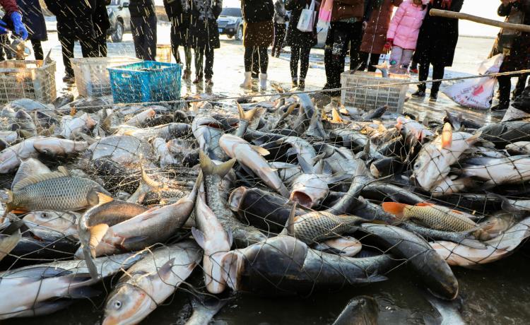 肉,禽,蛋 鲜活水产品 鱼类 黑龙江新鲜大花鲢鱼销售公司 东北冷冻